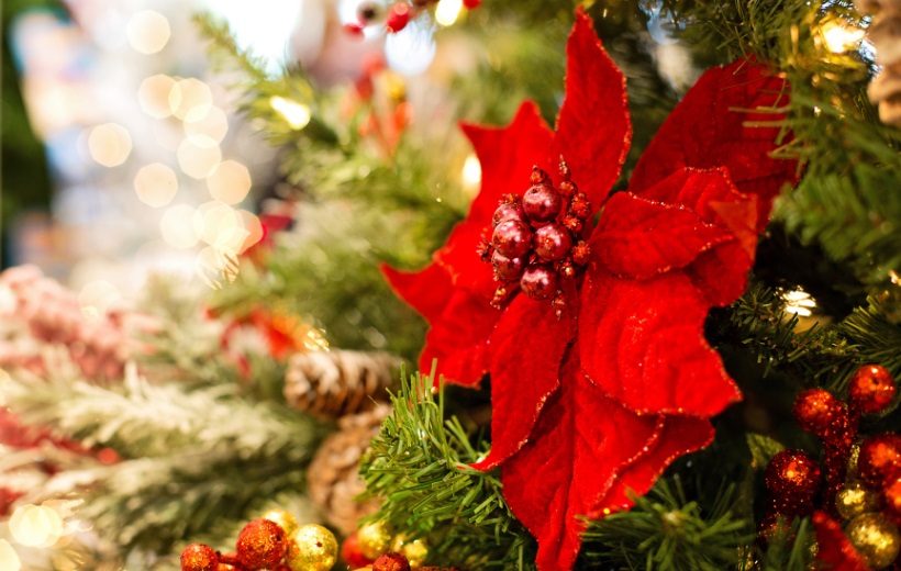Imagen del mes de Diciembre